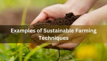 Examples of Sustainable Farming Techniques
