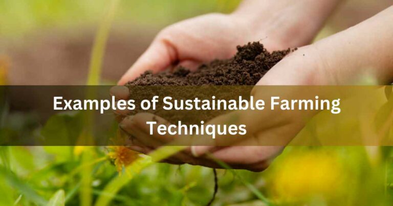 Examples of Sustainable Farming Techniques