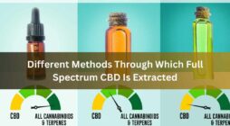 Different Methods Through Which Full Spectrum CBD Is Extracted