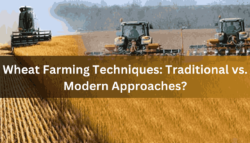 Wheat Farming Techniques Traditional vs. Modern Approaches