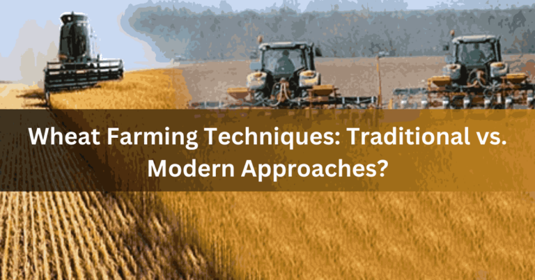 Wheat Farming Techniques Traditional vs. Modern Approaches