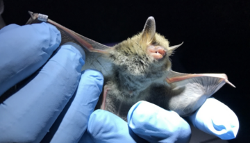 Calm and Comfort: Ensuring Safety with Lavender Oil for Dogs